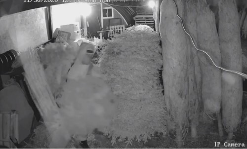 Top 9 Surveillance Videos of the Week: ‘Grinch’ Steals $8K+ Worth of Christmas Decorations